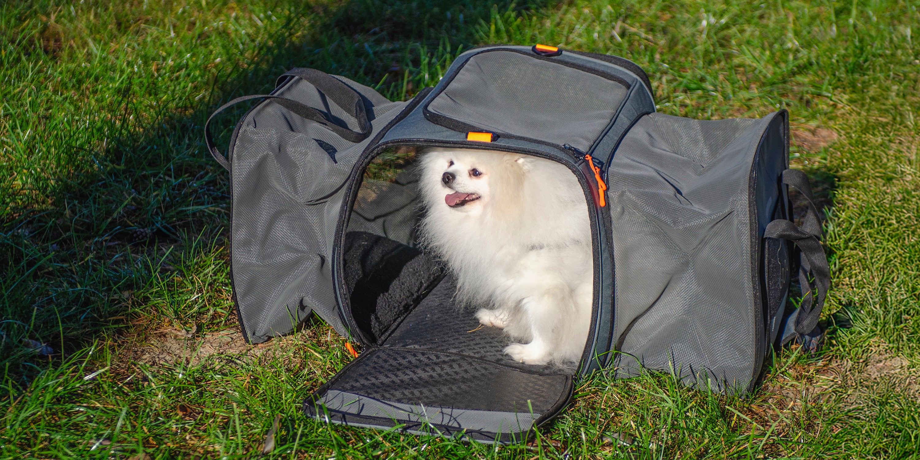 Elevate Your Pet's Daily Lifestyle